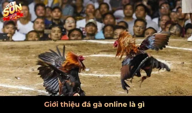 Giới thiệu đá gà online là gì?
