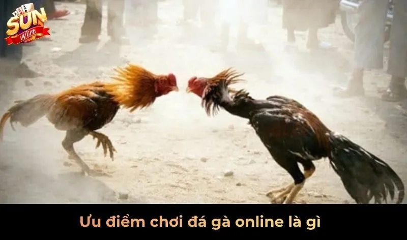Ưu điểm chơi đá gà online là gì?